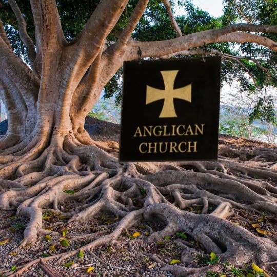 Anglican Church sign
                        hanging from large tree with exposed roots