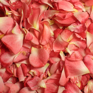 Pink rose petals